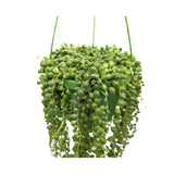 Senecio rowleyanus  - String of Pearls Hanging Plant Leaf Culture