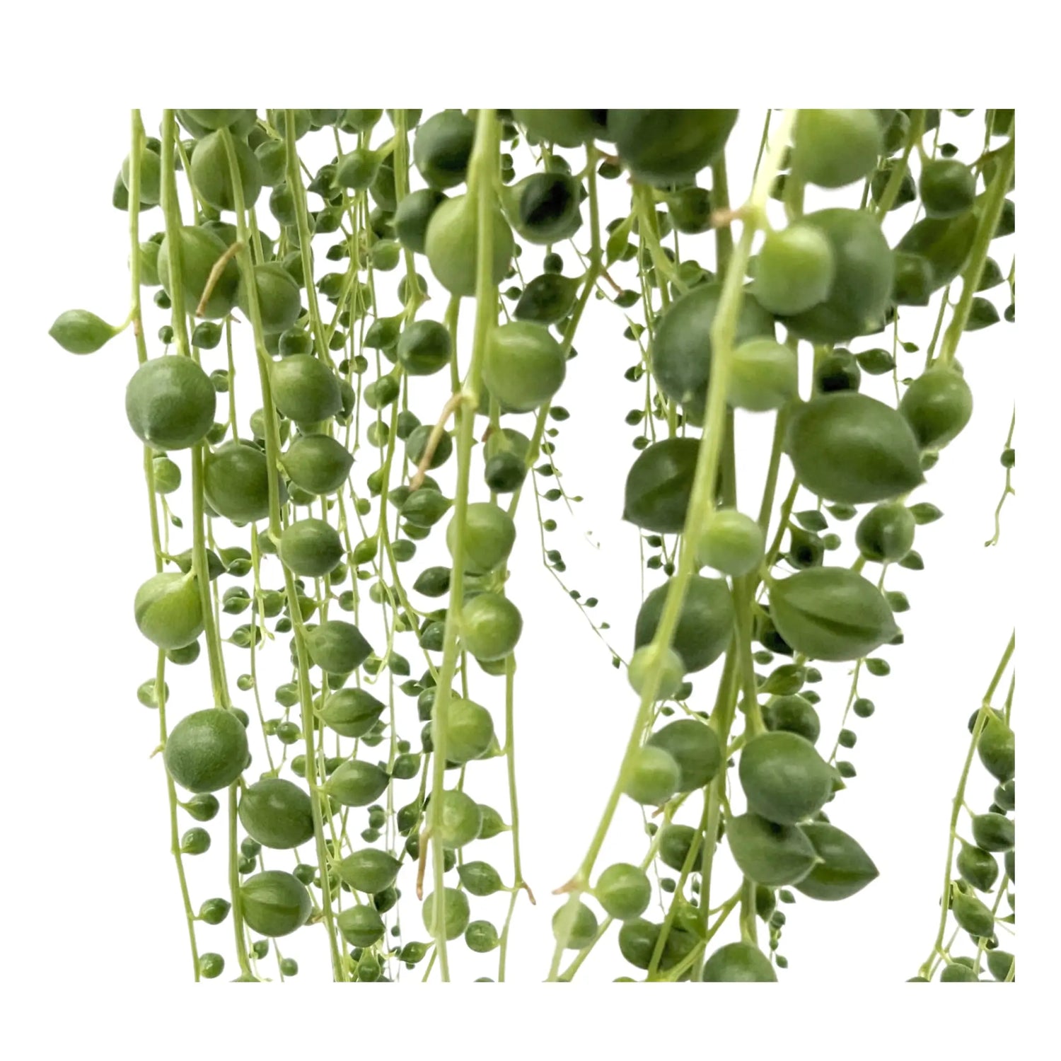 Senecio rowleyanus  - String of Pearls Hanging Plant Leaf Culture
