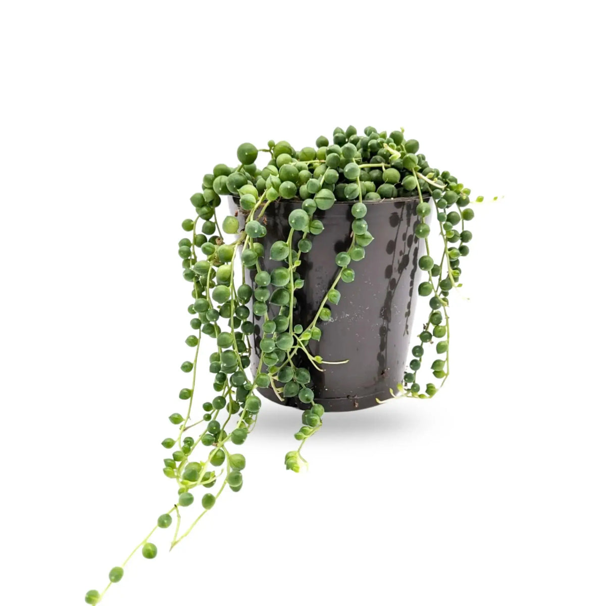 Senecio rowleyanus - String of Pearls Leaf Culture