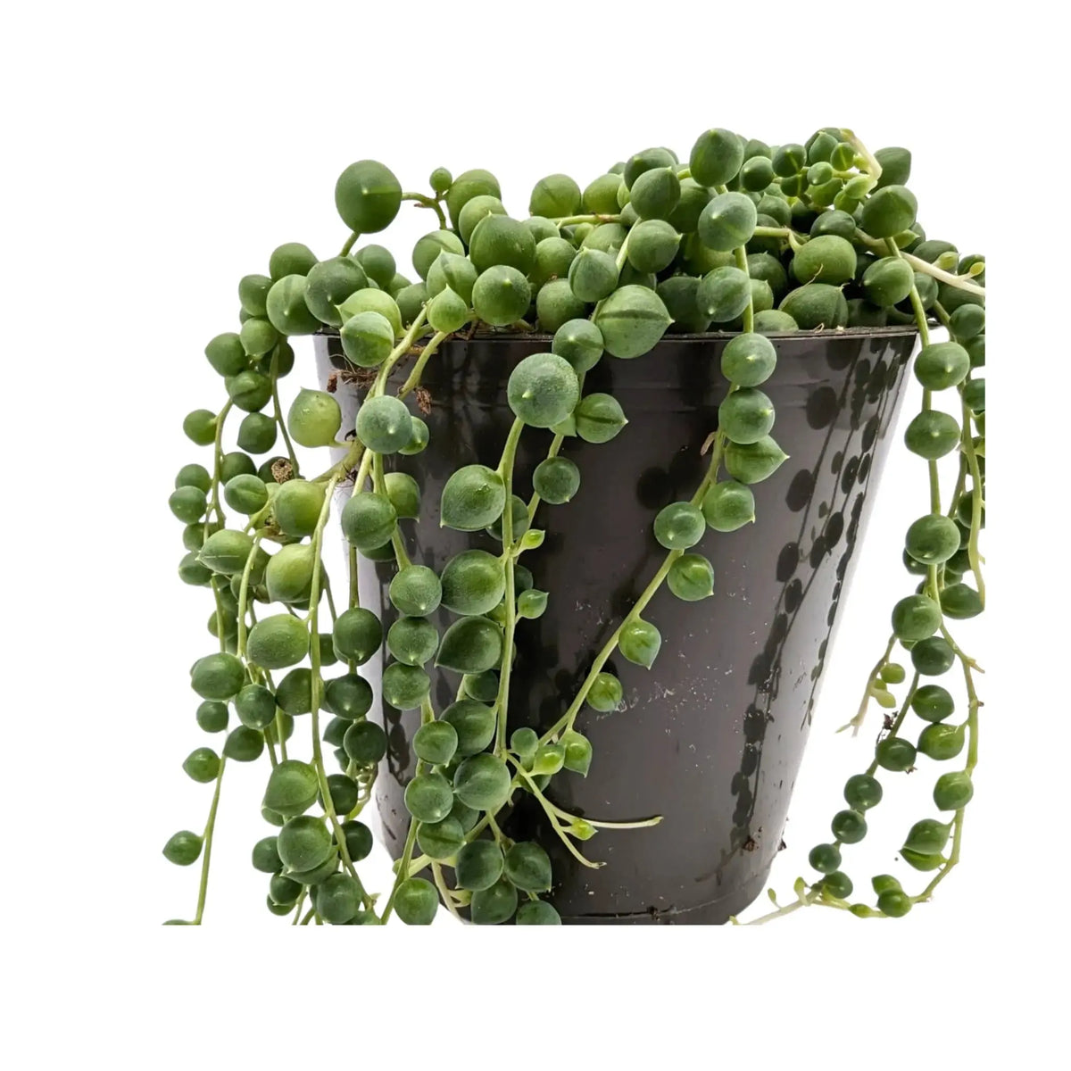 Senecio rowleyanus - String of Pearls Leaf Culture