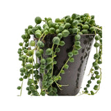 Senecio rowleyanus - String of Pearls Leaf Culture