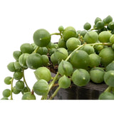 Senecio rowleyanus - String of Pearls Leaf Culture