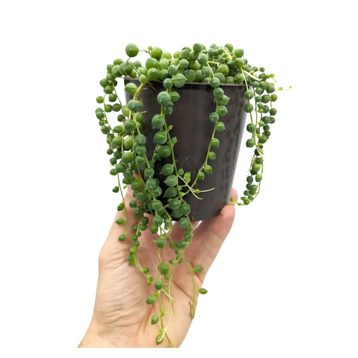 Senecio rowleyanus - String of Pearls Leaf Culture