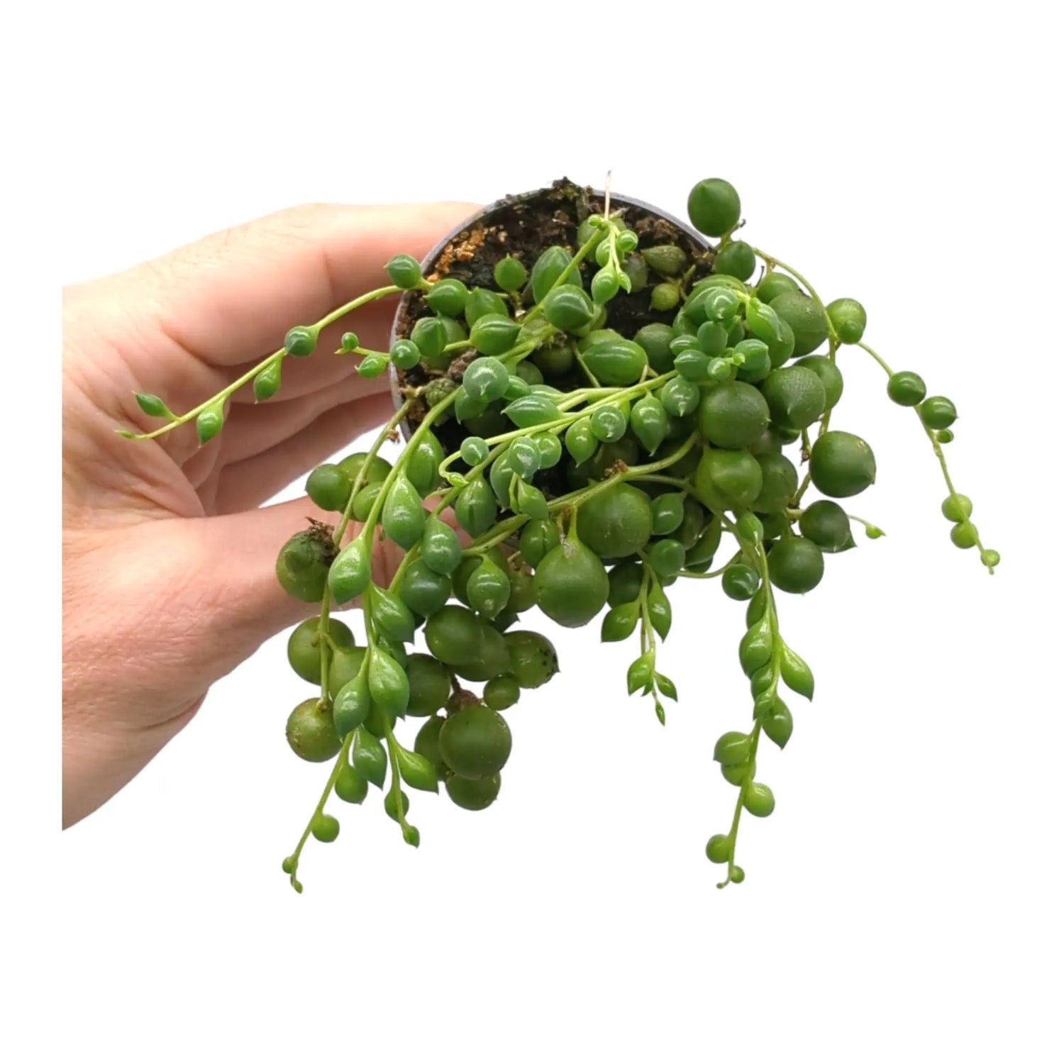 Senecio rowleyanus - String of Pearls Leaf Culture