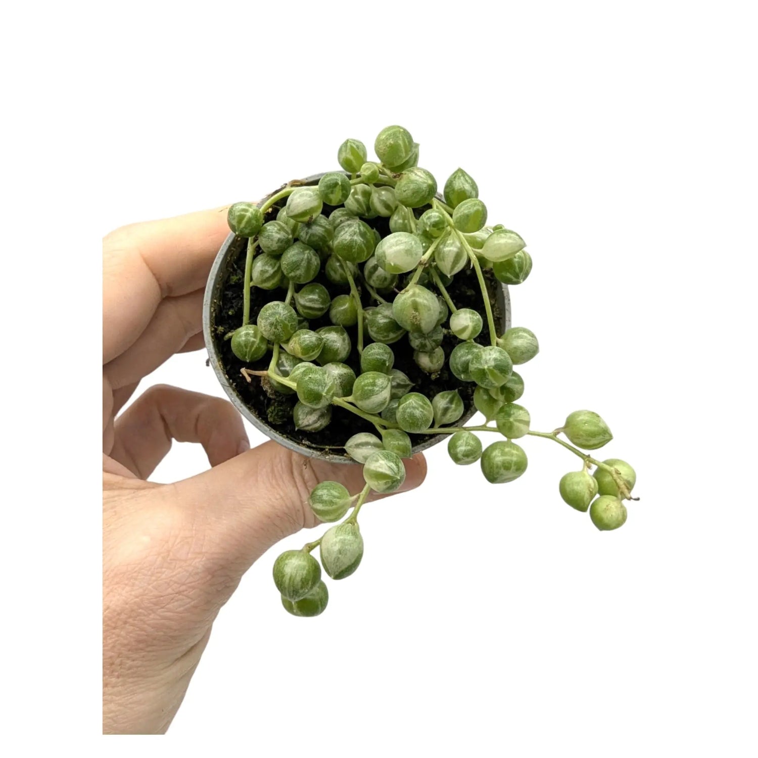 Senecio rowleyanus Variegated - String of Pearls Leaf Culture