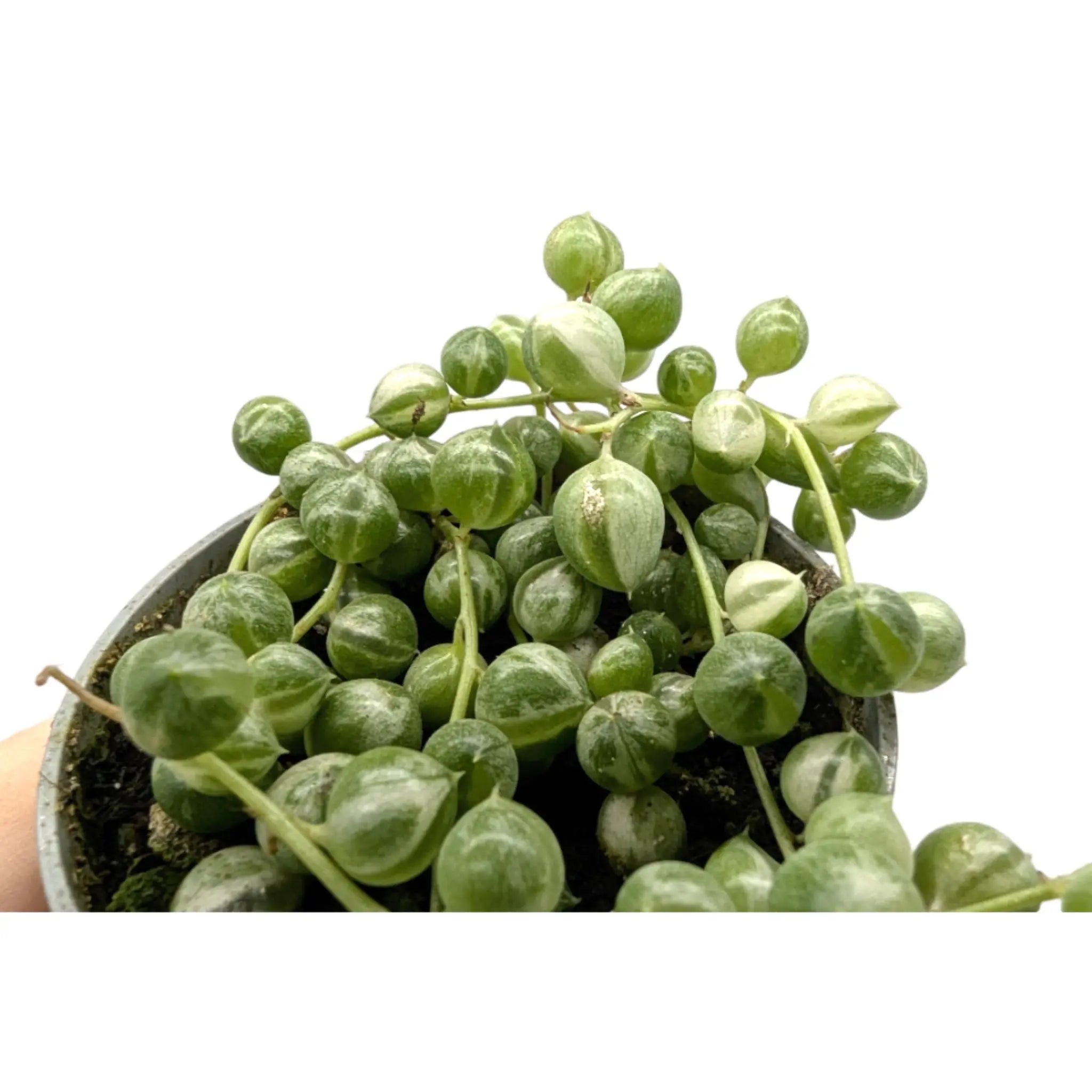 Senecio rowleyanus Variegated - String of Pearls Leaf Culture