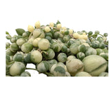 Senecio rowleyanus Variegated - String of Pearls Leaf Culture