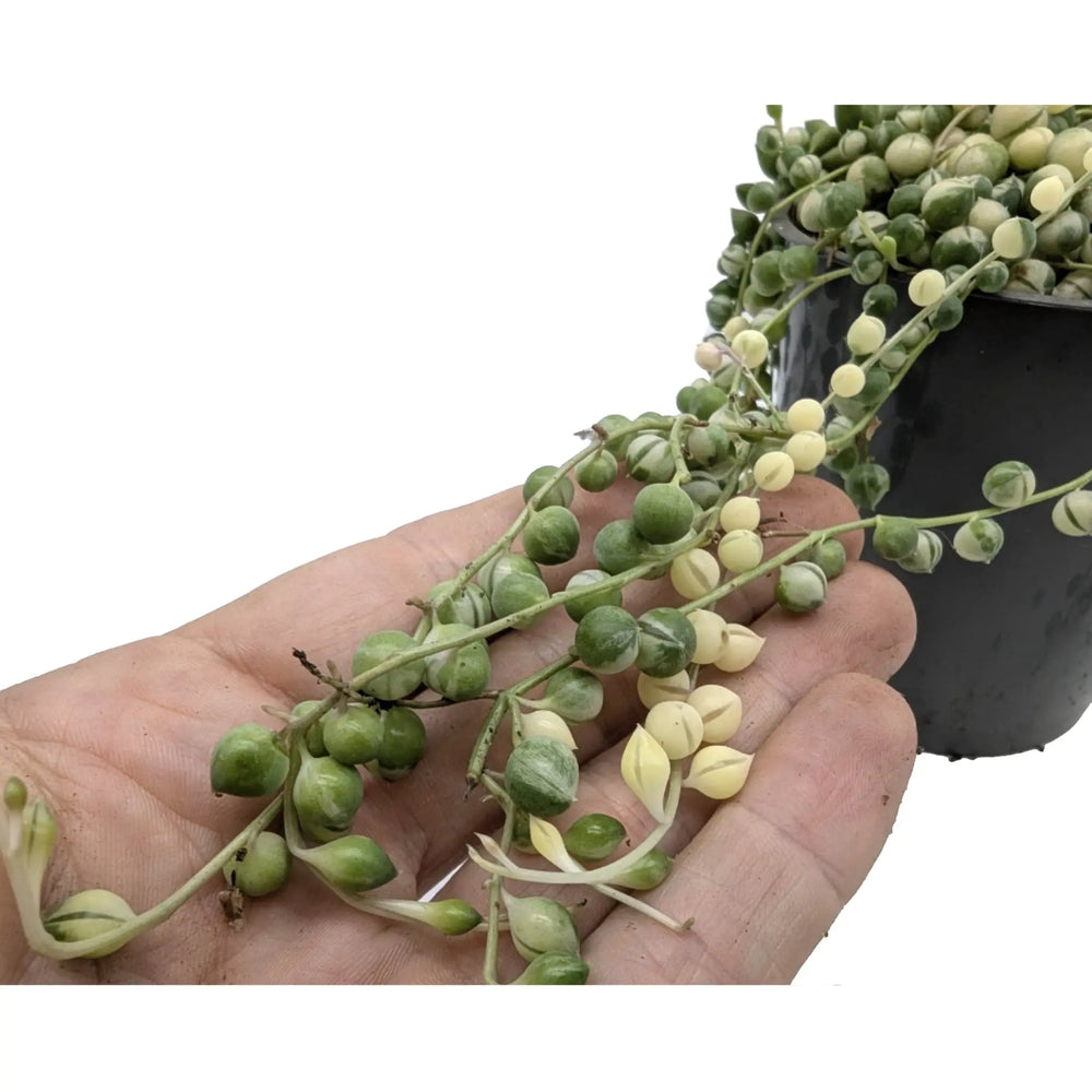 Senecio rowleyanus Variegated - String of Pearls_8_thumb