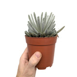 Senecio scaposus | Silver Coral Leaf Culture