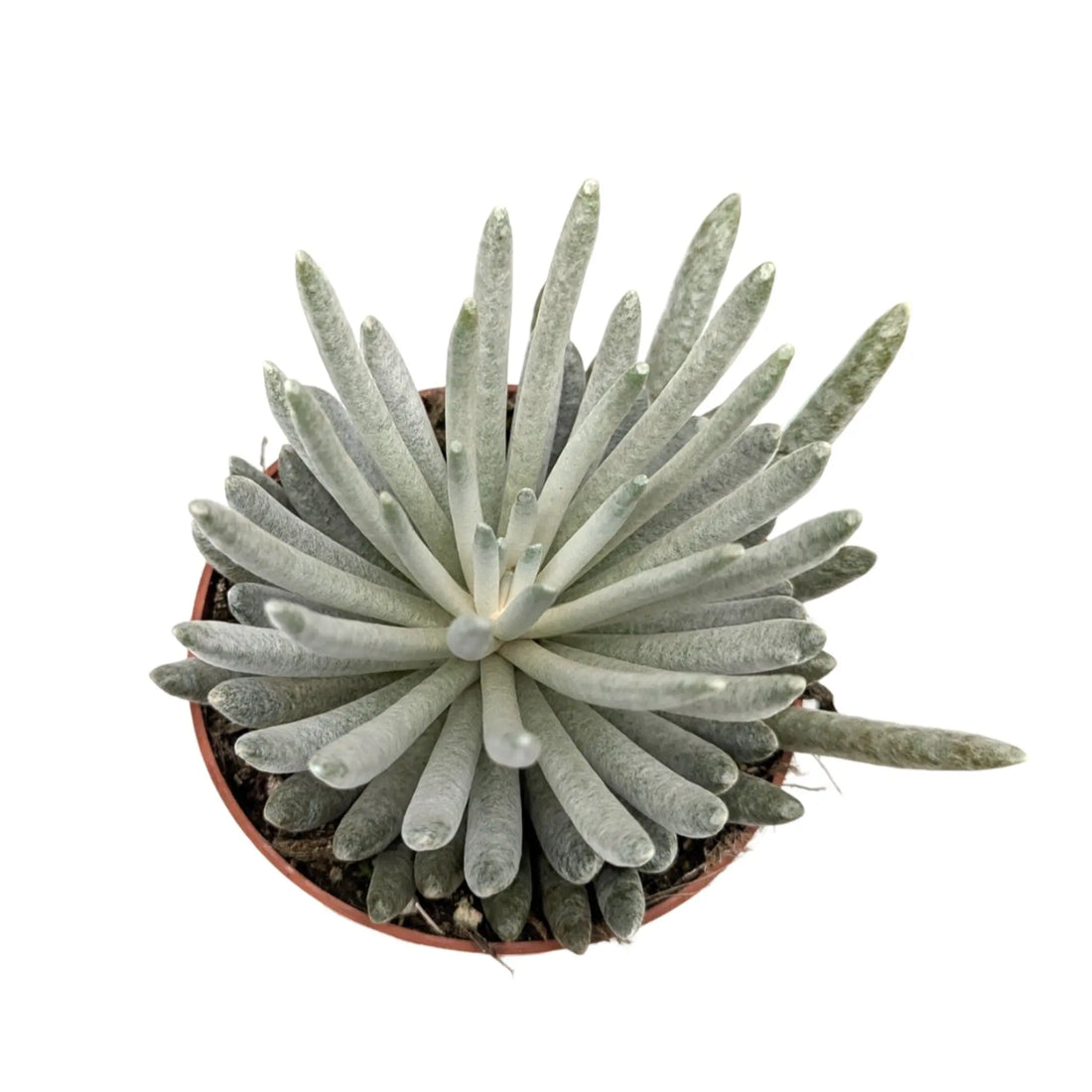 Senecio scaposus | Silver Coral Leaf Culture