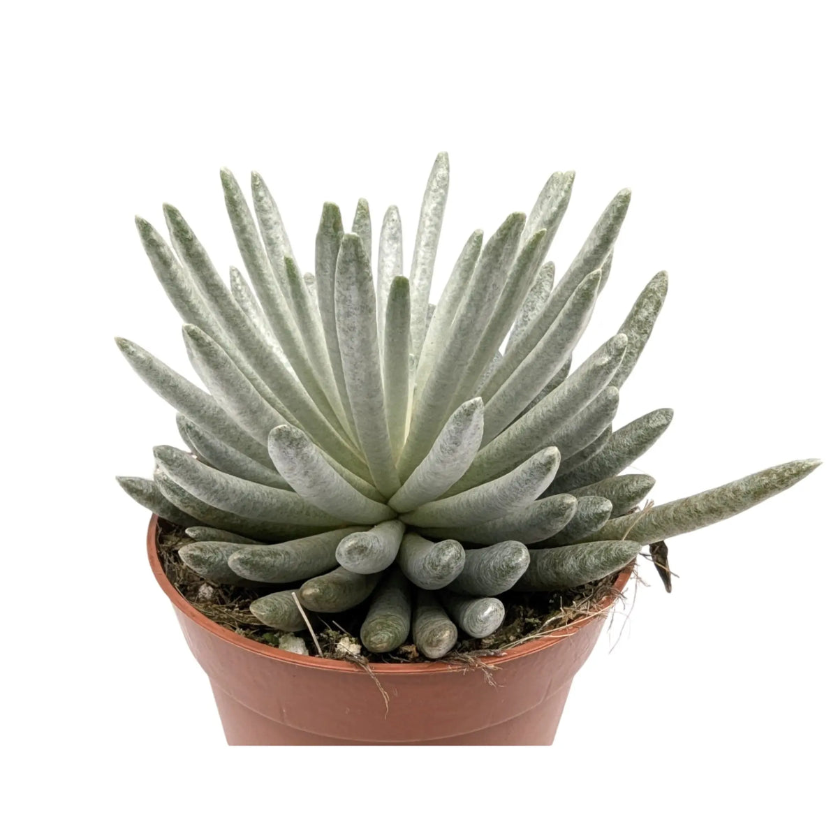 Senecio scaposus | Silver Coral Leaf Culture