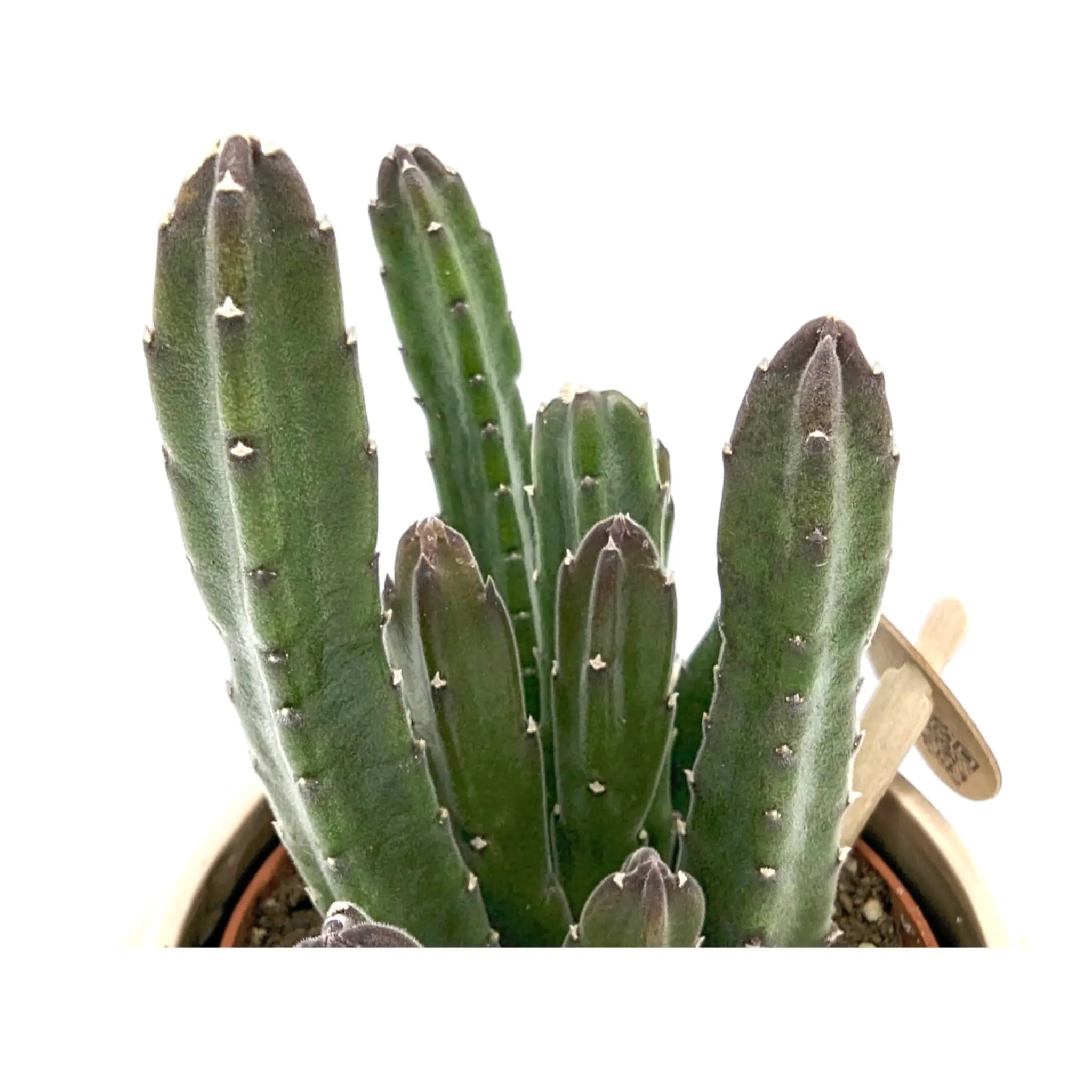 Senecio stapeliiformis - Pickle Plant 9cm Leaf Culture