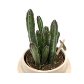 Senecio stapeliiformis - Pickle Plant 9cm Leaf Culture