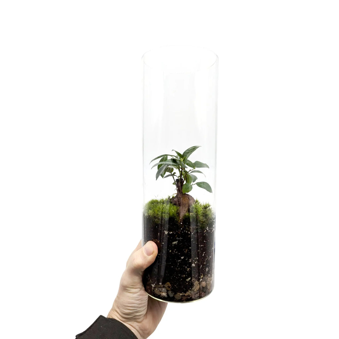 Serene Bonsai Terrarium | Ficus Ginseng Ecosystem Leaf Culture