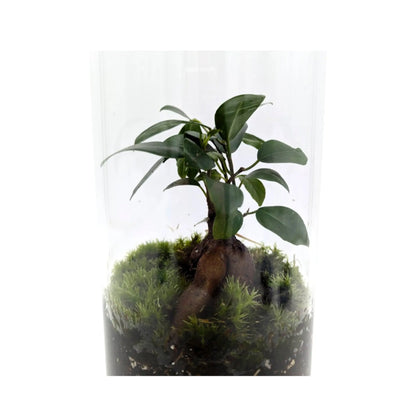 Serene Bonsai Terrarium | Ficus Ginseng Ecosystem Leaf Culture