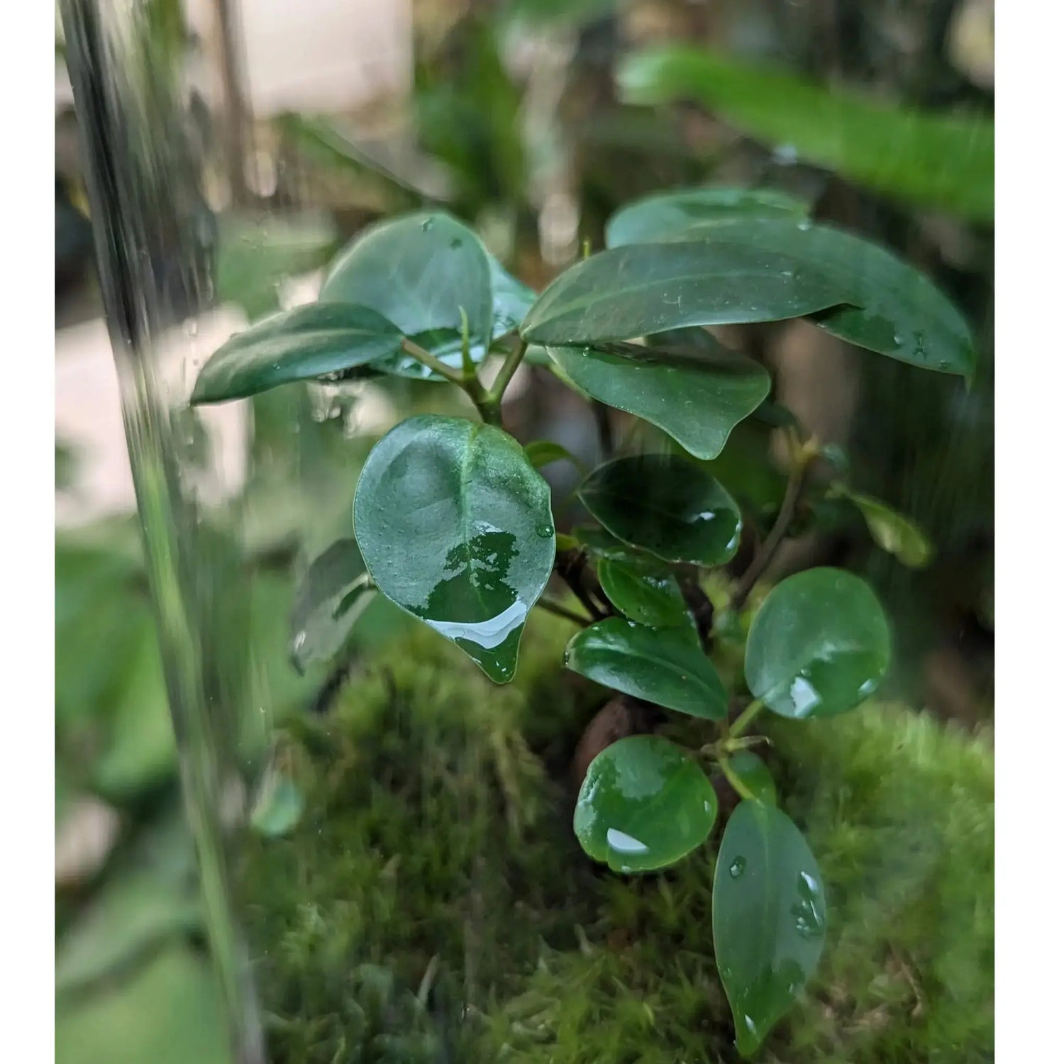 Serene Bonsai Terrarium | Ficus Ginseng Ecosystem Leaf Culture