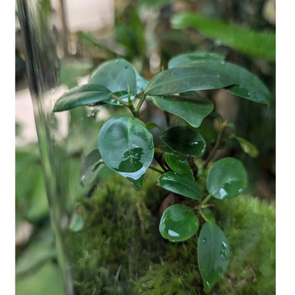 Serene Bonsai Terrarium | Ficus Ginseng Ecosystem Leaf Culture