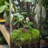 Serene Bonsai Terrarium | Ficus Ginseng Ecosystem Leaf Culture