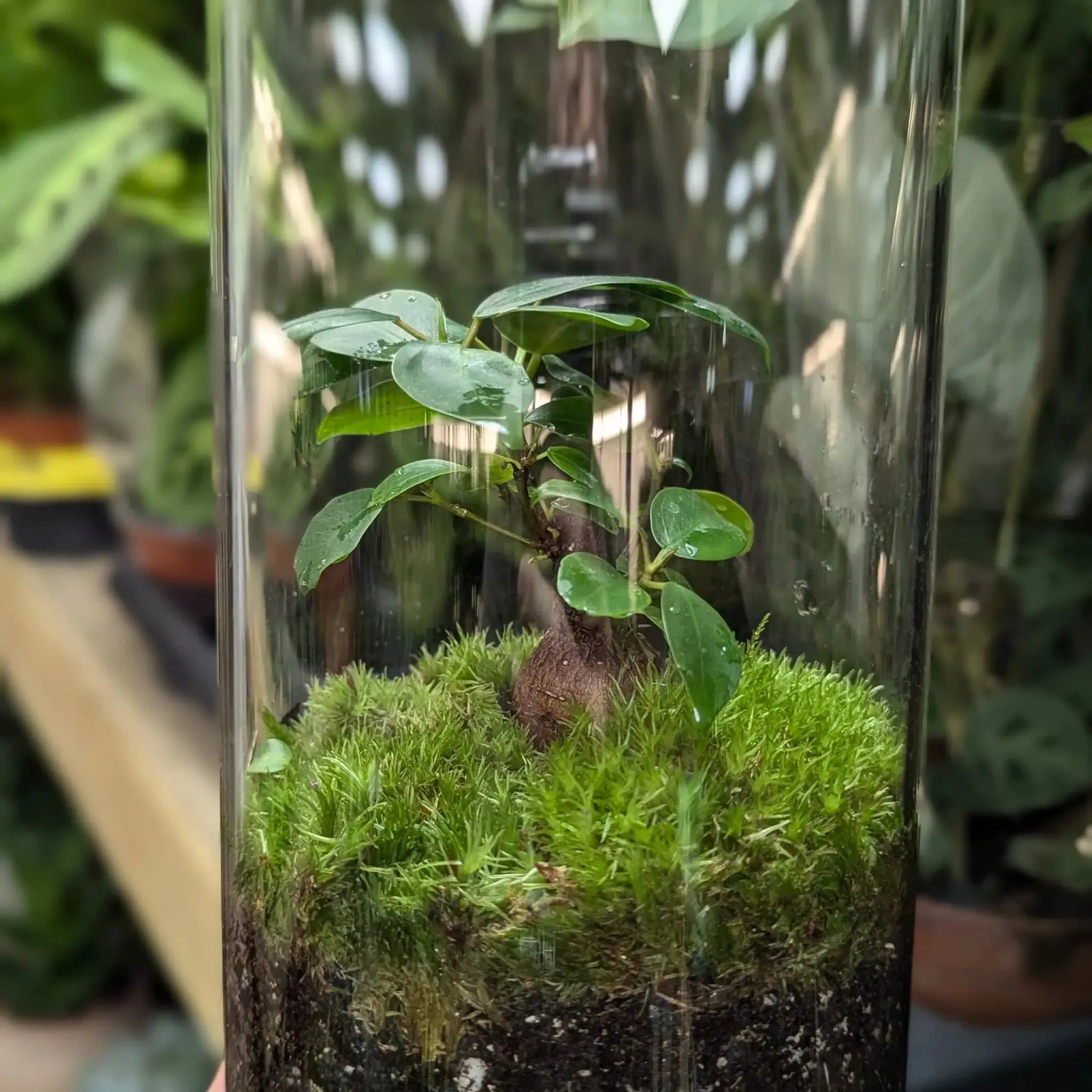 Serene Bonsai Terrarium | Ficus Ginseng Ecosystem Leaf Culture