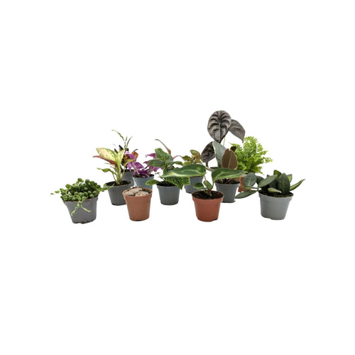 Set of 3 Mini Houseplants Leaf Culture