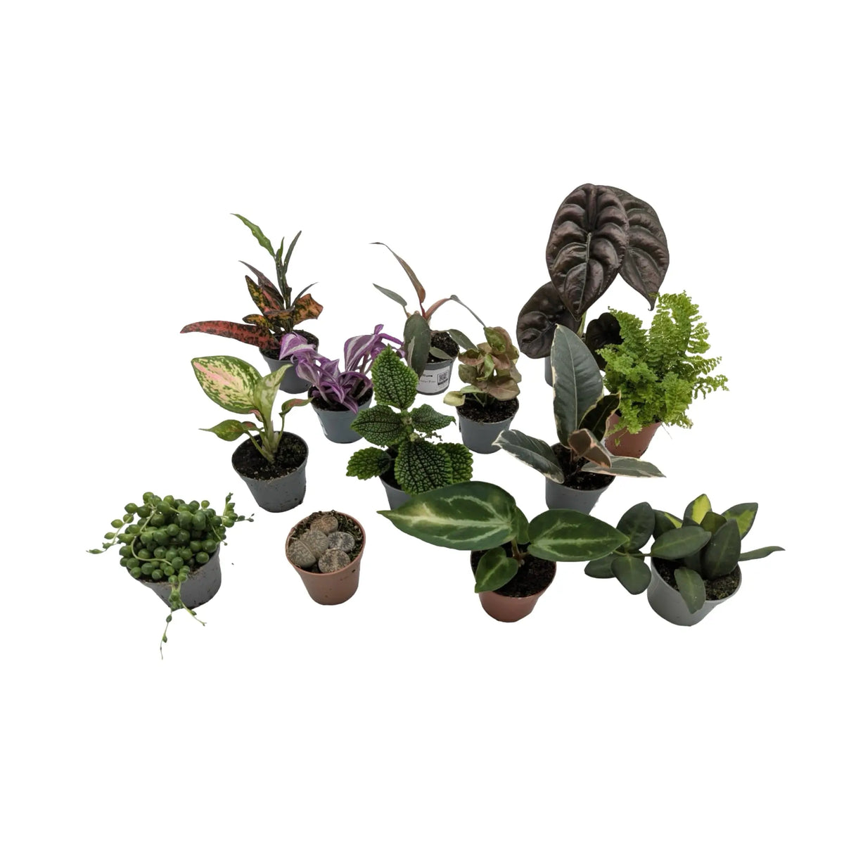 Set of 3 Mini Houseplants Leaf Culture