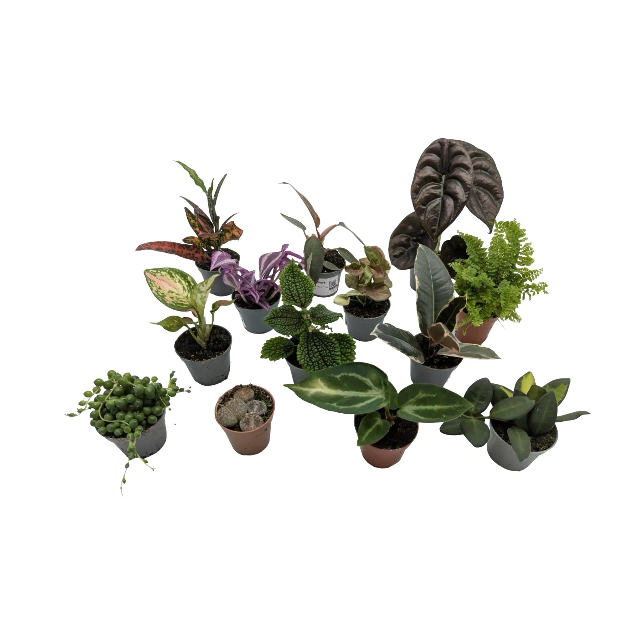 Set of 3 Mini Houseplants Leaf Culture