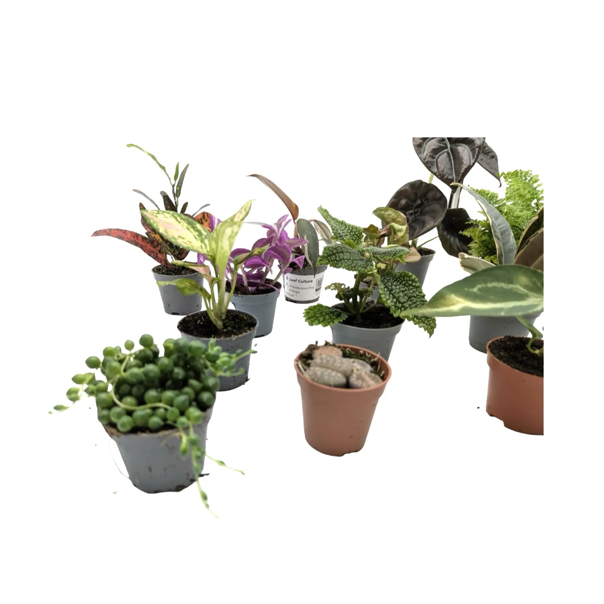 Set of 3 Mini Houseplants Leaf Culture