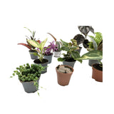 Set of 3 Mini Houseplants Leaf Culture