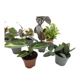 Set of 3 Mini Houseplants Leaf Culture
