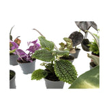 Set of 3 Mini Houseplants Leaf Culture