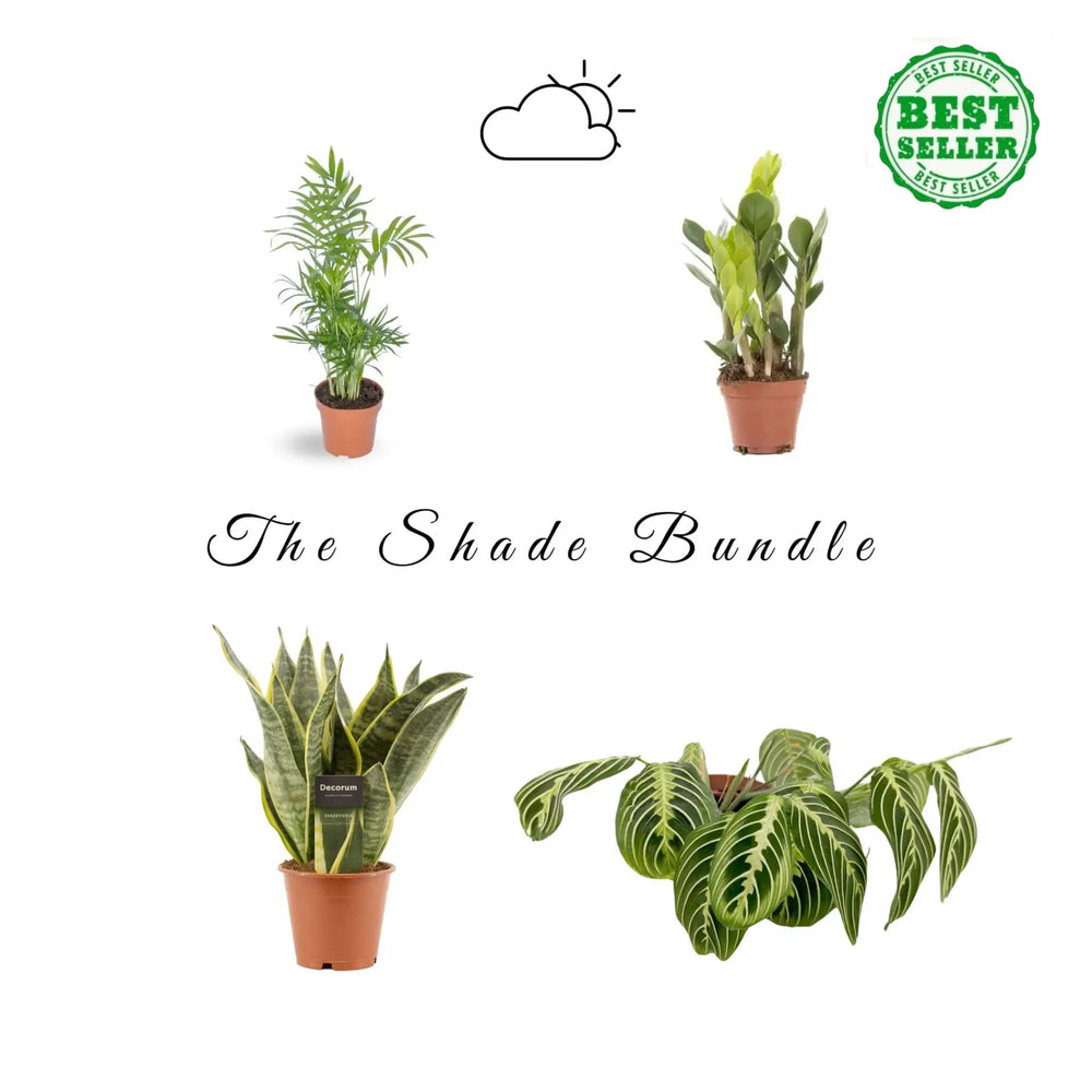 Shade Loving Bundle_1_main