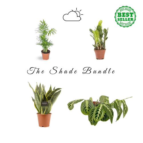 Shade Loving Bundle Leaf Culture