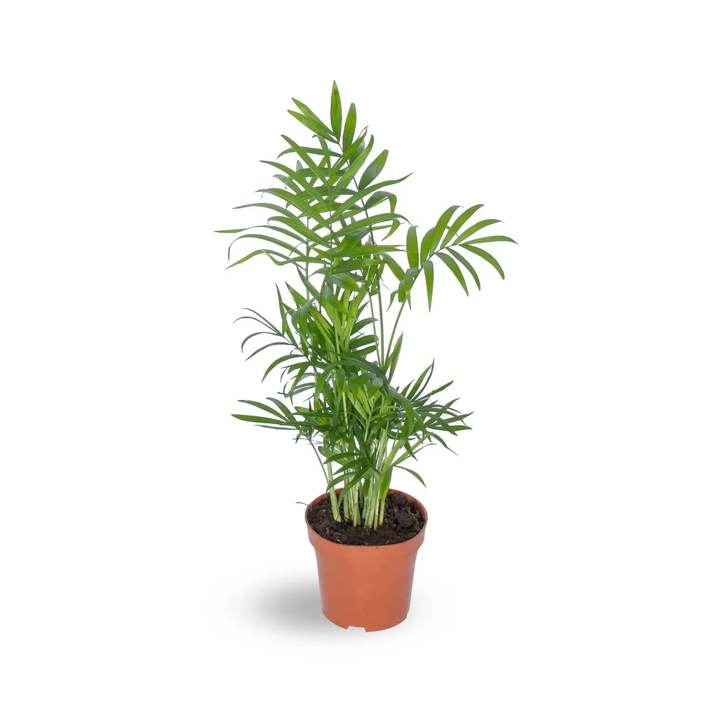Shade Loving Houseplant Bundle_4_main