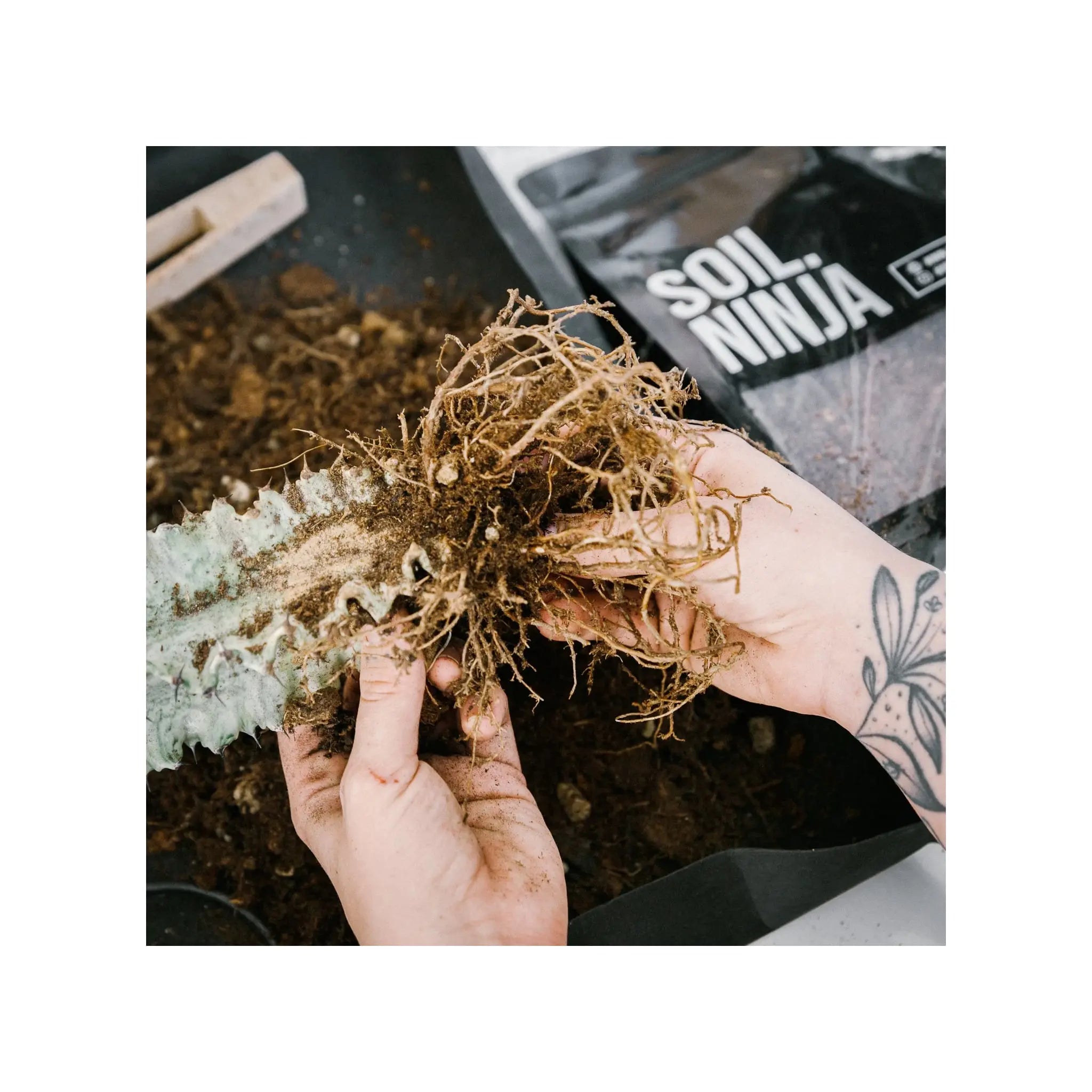 Soil Ninja - Cacti &amp; Succulent Blend Soil Ninja