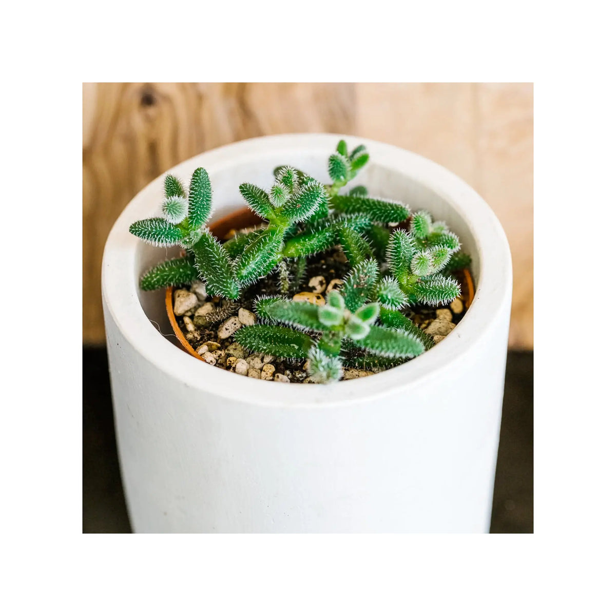 Soil Ninja - Cacti & Succulent Blend Soil Ninja