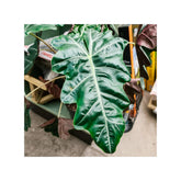 Soil Ninja - Premium Alocasia Blend Soil Ninja