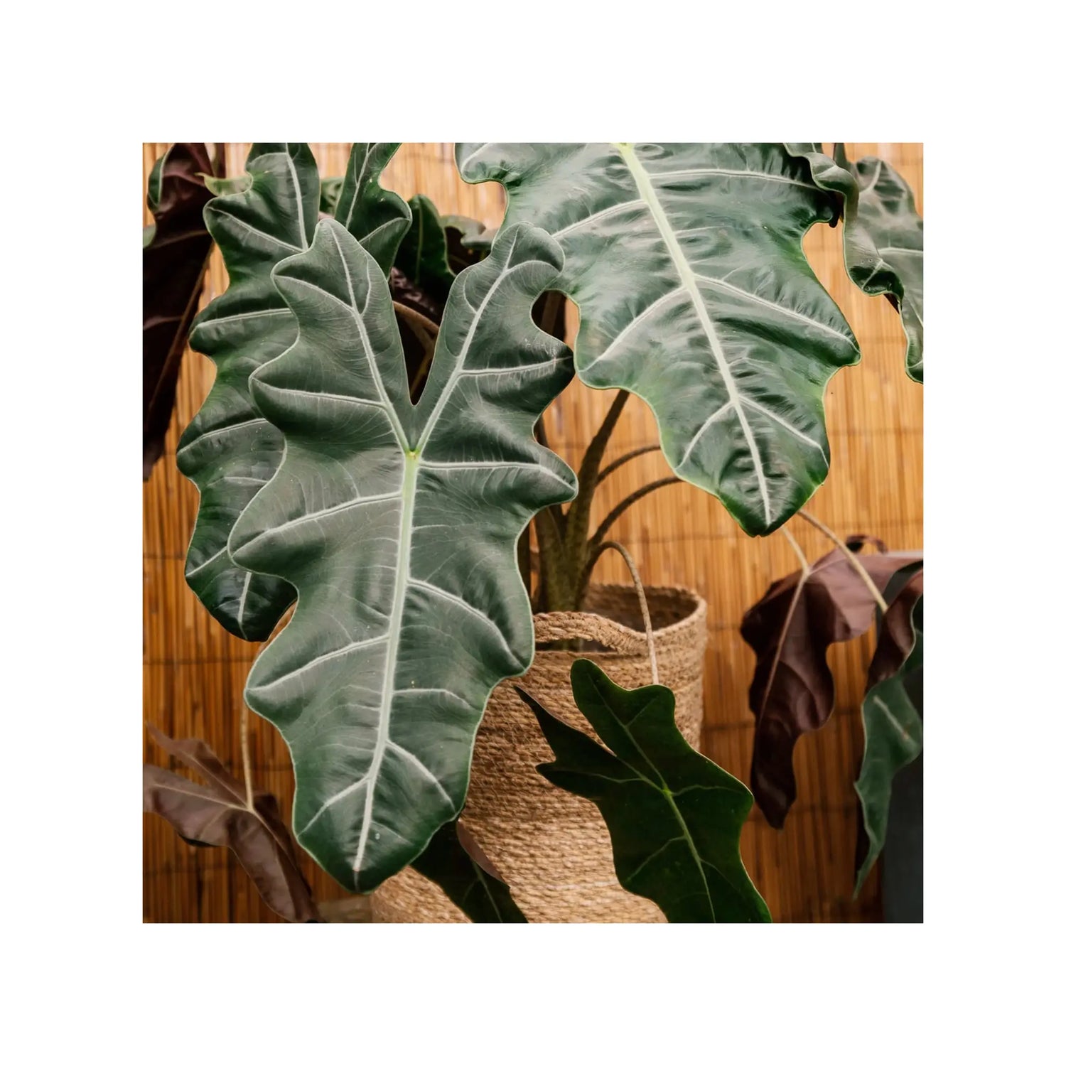 Soil Ninja - Premium Alocasia Blend Soil Ninja