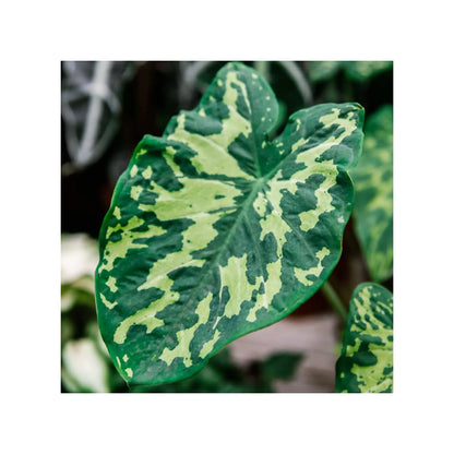 Soil Ninja - Premium Alocasia Blend Soil Ninja