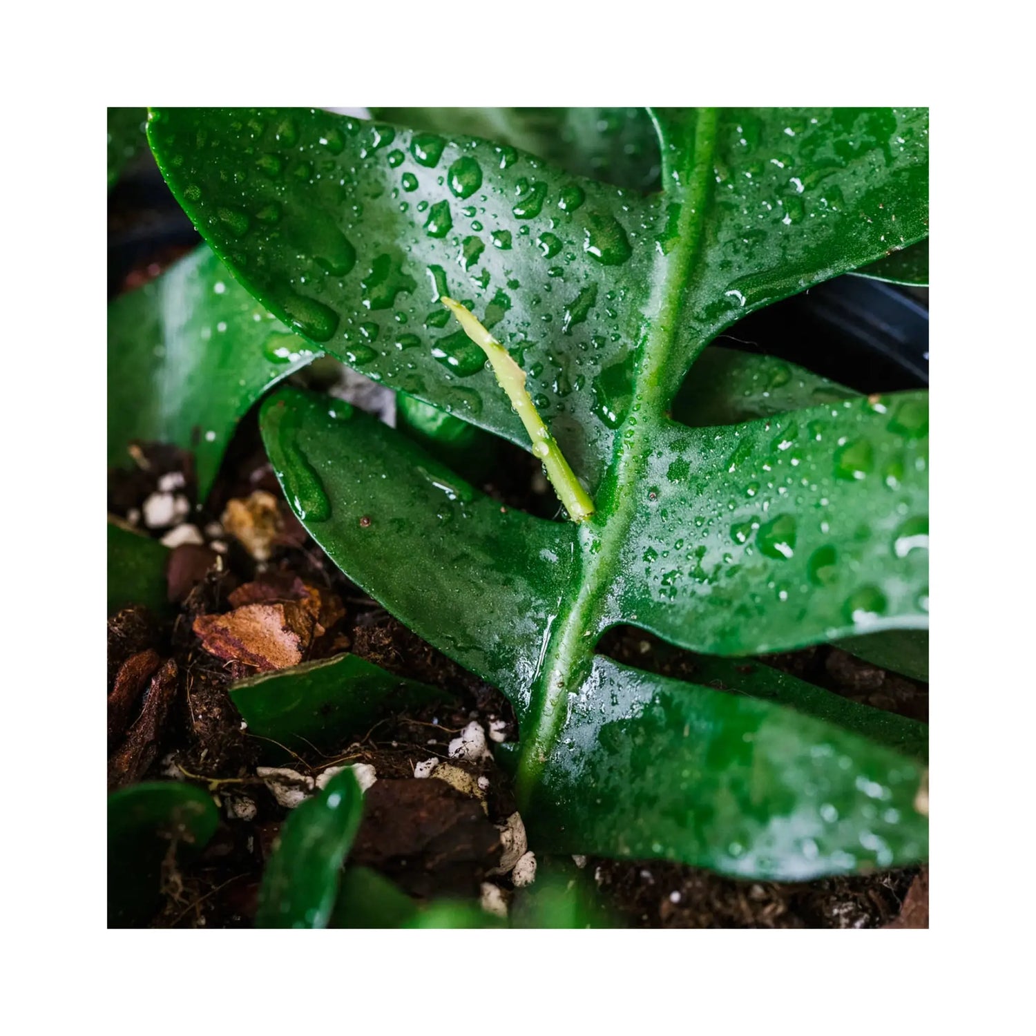 Soil Ninja - Premium Anthurium and Orchid Blend Soil Ninja