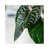 Soil Ninja - Premium Anthurium and Orchid Blend Soil Ninja