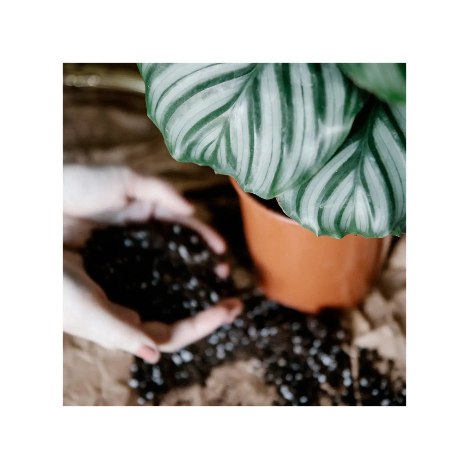 Soil Ninja - Premium Calathea &amp; Maranta Blend Soil Ninja