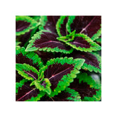 Soil Ninja - Premium Calathea & Maranta Blend Soil Ninja