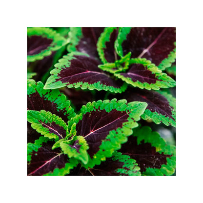 Soil Ninja - Premium Calathea &amp; Maranta Blend Soil Ninja