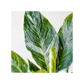 Soil Ninja - Premium Calathea & Maranta Blend Soil Ninja