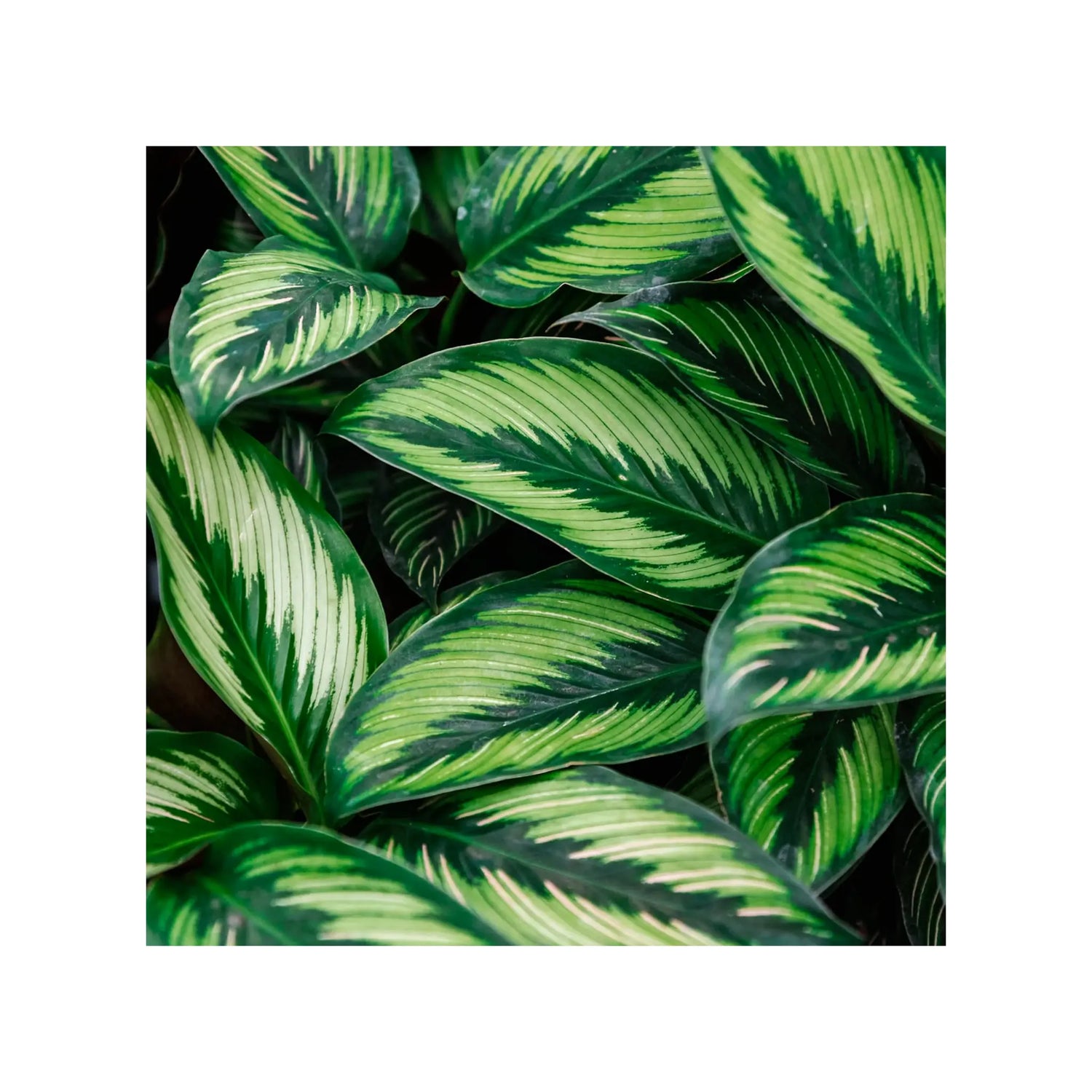 Soil Ninja - Premium Calathea &amp; Maranta Blend Soil Ninja