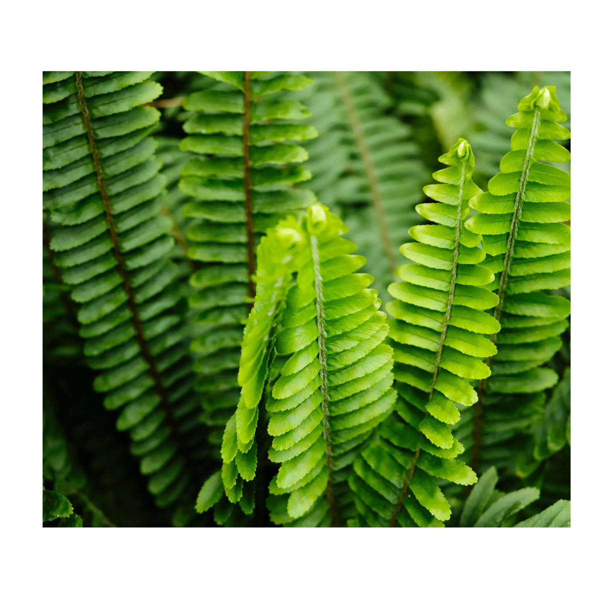 Soil Ninja - Premium Fern Blend Soil Ninja