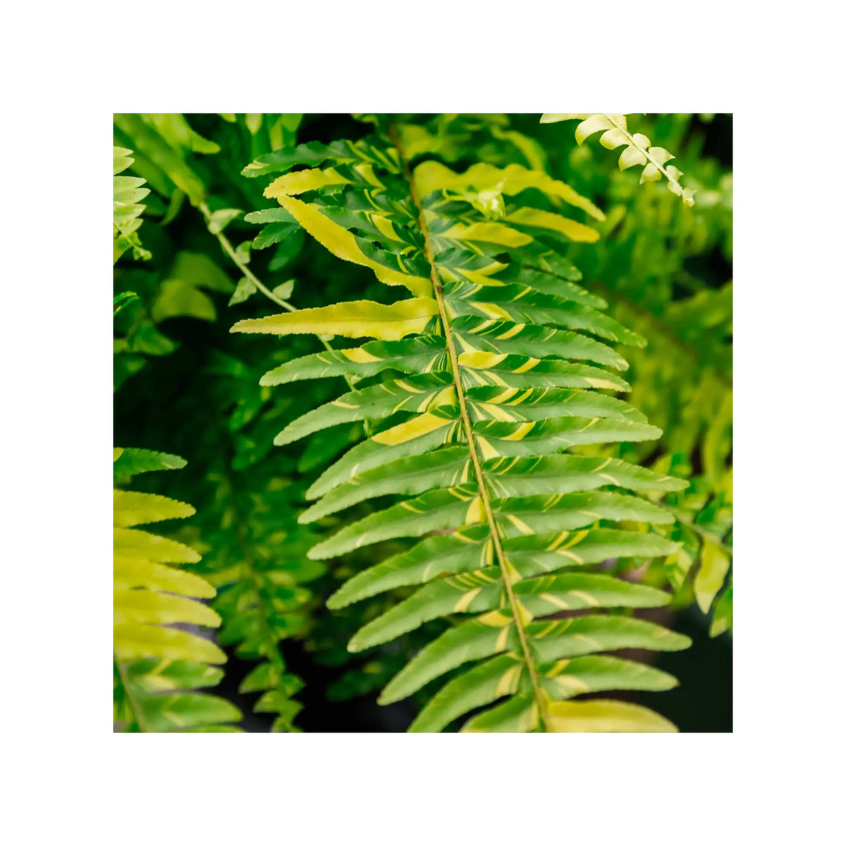 Soil Ninja - Premium Fern Blend Soil Ninja