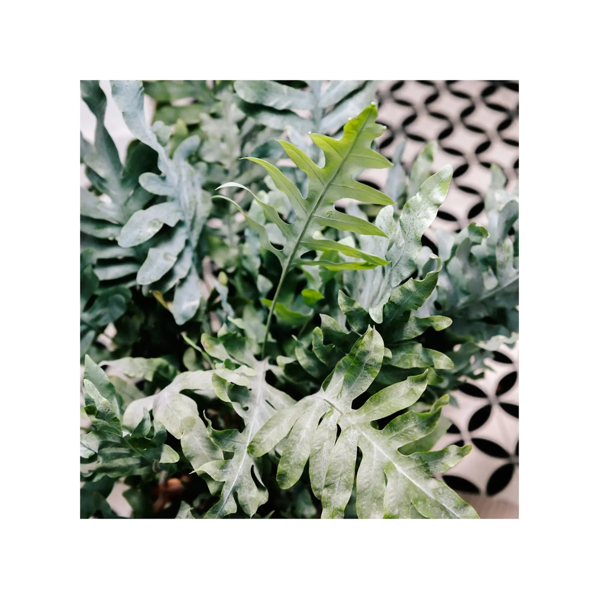Soil Ninja - Premium Fern Blend Soil Ninja
