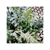 Soil Ninja - Premium Fern Blend Soil Ninja