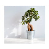 Soil Ninja - Premium Ficus Blend Soil Ninja